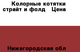 Колорные котятки страйт и фолд › Цена ­ 2 000 - Нижегородская обл., Нижний Новгород г. Животные и растения » Кошки   